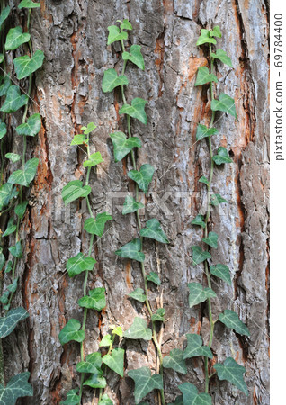 Brown old pine bark and ivy texture detail, 69784400