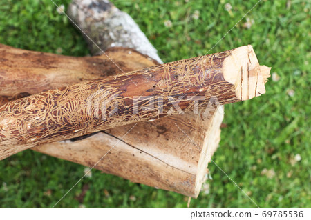 log damaged by bark beerle. felled tree log damaged by bark beerle. felled tree 69785536