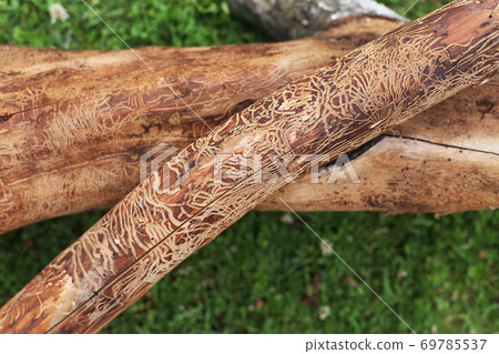 log damaged by bark beerle. felled tree log damaged by bark beerle. felled tree 69785537