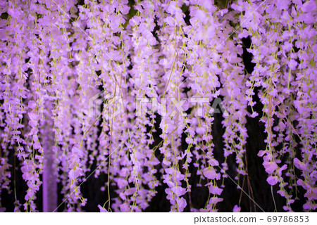 hanging purple flowers over a dark background hanging purple flowers over a dark background 69786853