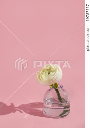 White flowers and ranunculus petals in glass vase on a pink background with hard light. Spring, summer, bloom. White flowers and ranunculus petals in glass vase on a pink background with hard light. Spring, summer, bloom. 69787537