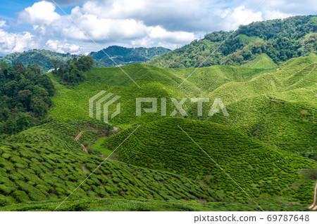 Tea plantations Cameron Valley. Green hills in the highlands of Malaysia. Tea production. Green bushes of young tea. Tea plantations Cameron Valley. Green hills in the highlands of Malaysia. Tea production. Green bushes of young tea. 69787648