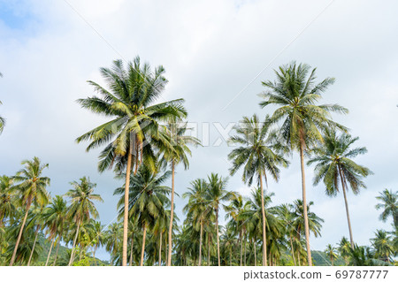 palm grove. Palm trees in the tropical jungle. Symbol of the tropics and warmth 69787777