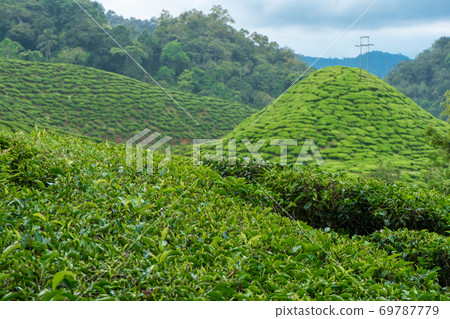 Tea plantations Cameron Valley. Green hills in the highlands of Malaysia. Tea production. Green bushes of young tea. Tea plantations Cameron Valley. Green hills in the highlands of Malaysia. Tea production. Green bushes of young tea. 69787779