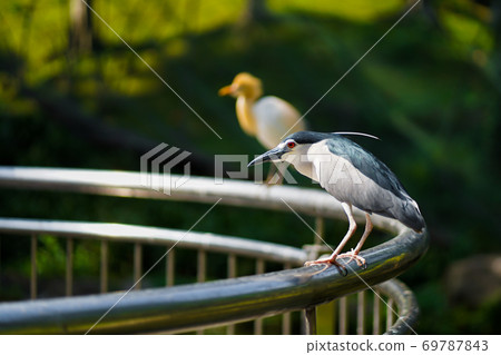 Black-crowned night heron portrait in city park 69787843