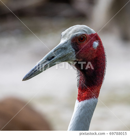 Sarus crane, Grus antigone also known as Indian sarus crane Sarus crane, Grus antigone also known as Indian sarus crane 69788015