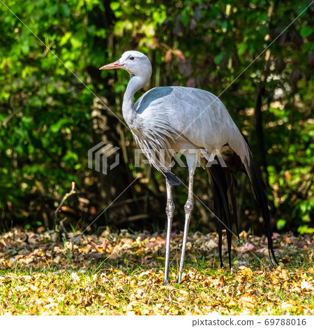 The Blue Crane, Grus paradisea, is an endangered bird 69788016