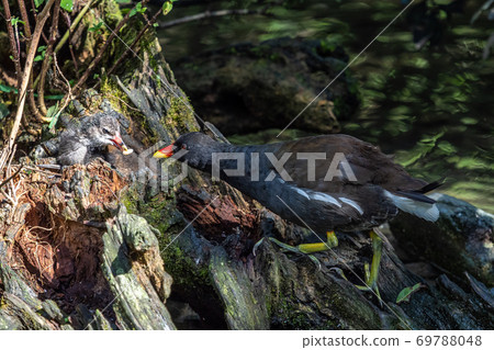 Common moorhen Gallinula chloropus also known as the waterhen or swamp chicken Common moorhen Gallinula chloropus also known as the waterhen or swamp chicken 69788048