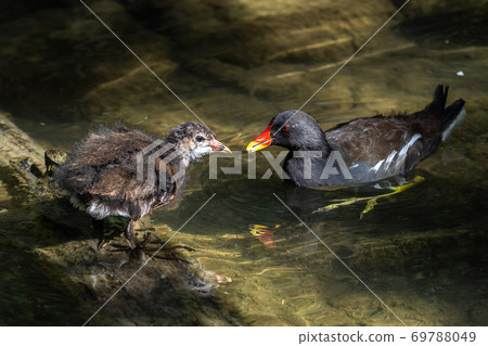 Common moorhen Gallinula chloropus also known as the waterhen or swamp chicken 69788049