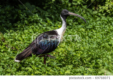 Straw-necked Ibis, Threskiornis spinicollis in the zoo Straw-necked Ibis, Threskiornis spinicollis in the zoo 69788071