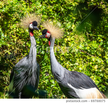 Black Crowned Crane, Balearica pavonina in a park Black Crowned Crane, Balearica pavonina in a park 69788075