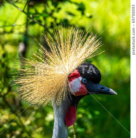 Black Crowned Crane, Balearica pavonina in a park Black Crowned Crane, Balearica pavonina in a park 69788093