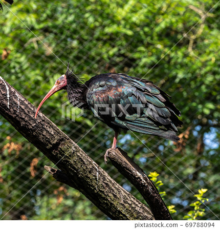 Northern Bald ibis, Geronticus eremita in the zoo Northern Bald ibis, Geronticus eremita in the zoo 69788094