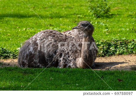Darwin's rhea, Rhea pennata also known as the lesser rhea. Darwin's rhea, Rhea pennata also known as the lesser rhea. 69788097