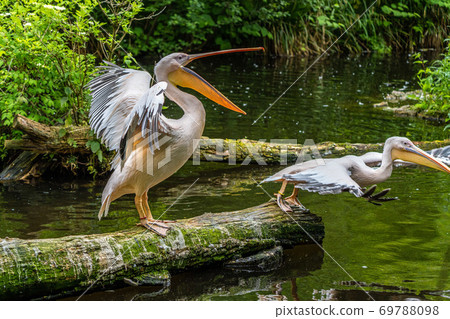Great White Pelican, Pelecanus onocrotalus in a park 69788098