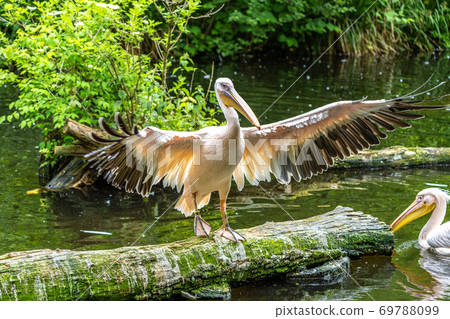 Great White Pelican, Pelecanus onocrotalus in a park 69788099