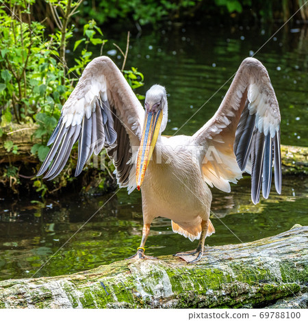 Great White Pelican, Pelecanus onocrotalus in a park 69788100