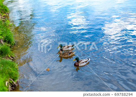 Ducks on the lake in the city park Ducks on the lake in the city park 69788294