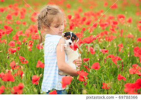 little girl with puppy in field of poppies 69788366