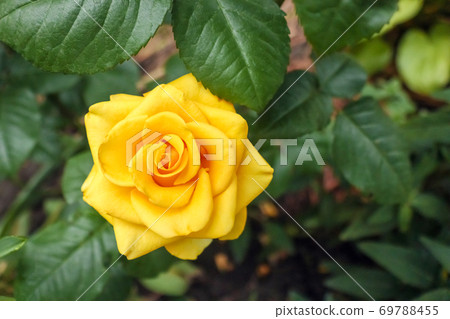 yellow rose on a green background close-up 69788455