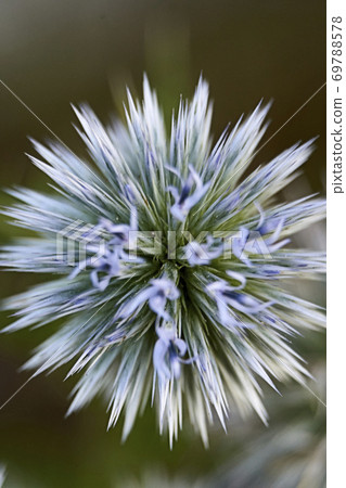 Flower with brightly colored pointed petals 69788578