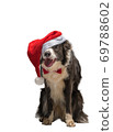 Christmas border collie dog in a red Santa hat, isolate 69788602