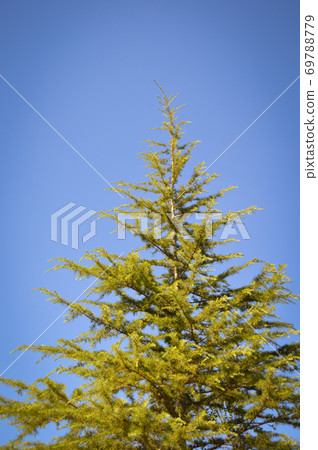 Needle leaf pine tree in its natural environment Needle leaf pine tree in its natural environment 69788779