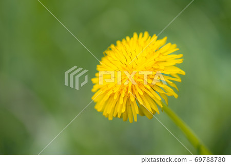 Dandelion flowers on field 69788780