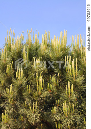 Needle leaf pine tree in its natural environment Needle leaf pine tree in its natural environment 69788946