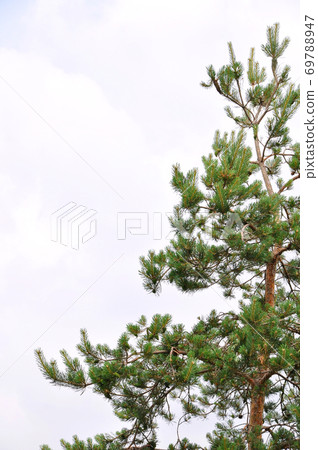 Needle leaf pine tree in its natural environment Needle leaf pine tree in its natural environment 69788947