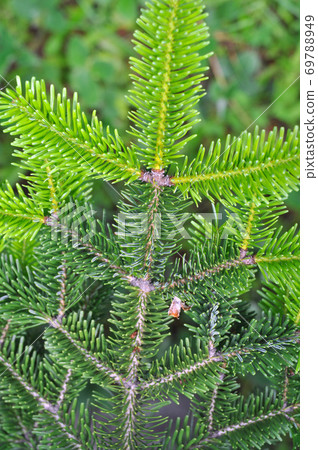 Needle leaf pine tree in its natural environment Needle leaf pine tree in its natural environment 69788949