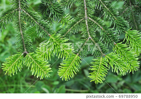 Needle leaf pine tree in its natural environment Needle leaf pine tree in its natural environment 69788950
