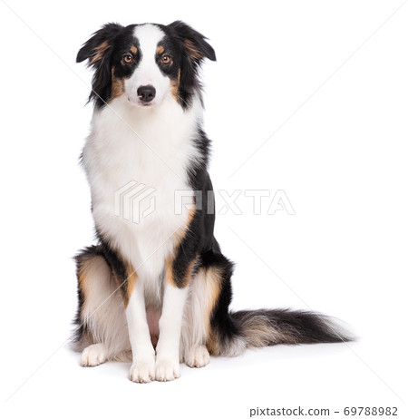 Australian Shepherd dog on white 69788982