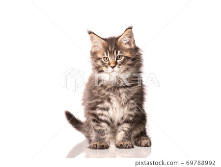 Maine Coon kitten on white 69788992