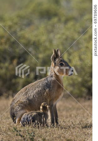 Patagonian cavy, Patagonia , Argentina 69789606