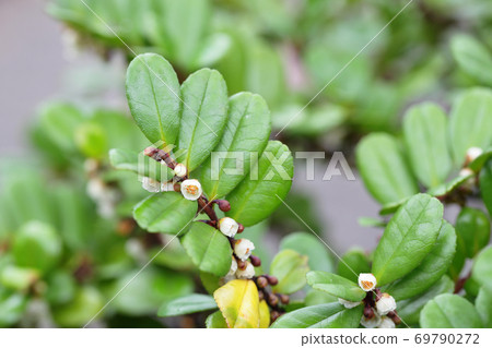 Eurya emarginata flowers and raindrops Eurya emarginata flowers and raindrops 69790272