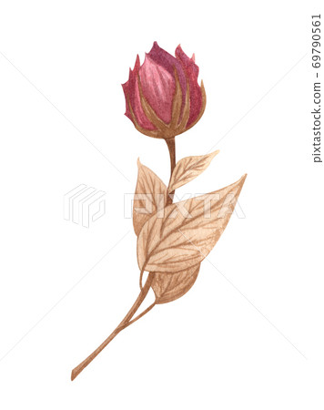 Watercolor rose flower isolated. Garden rose flower hand dawn illustration Watercolor rose flower isolated. Garden rose flower hand dawn illustration 69790561