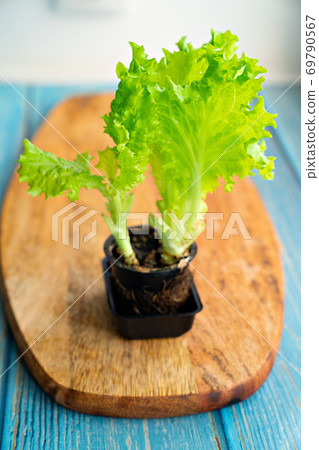 lettuce growing in a small pot on a wooden Board. 69790567