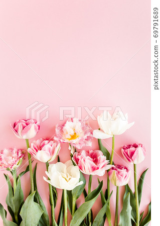 Pink tulips on pink background. Minimal floral concept greeting card. Flat lay, top view. Pink tulips on pink background. Minimal floral concept greeting card. Flat lay, top view. 69791689