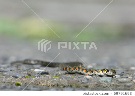 Child of Yamakagashi 69791698