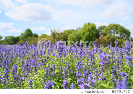 初秋的公園salvia Farinasea花 照片素材 圖片 圖庫