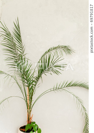 Tropical palm in home in flowerpot on white background. Modern minimalistic interior with an home plant. Flat lay, top view minimal concept. 69791817