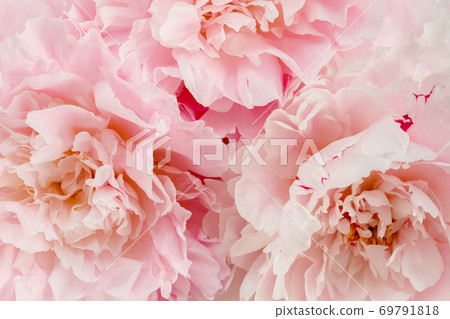 Bouquet of a lot of peonies of pink color close up. Flat lay, top view. Peony flower texture. 69791818