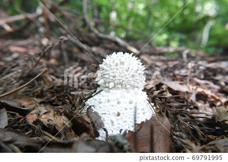 白onitake（雪親愛的） 69791995