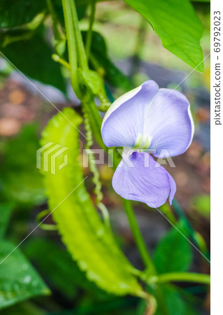 Winged bean flowers and fruits Winged bean flowers and fruits 69792023