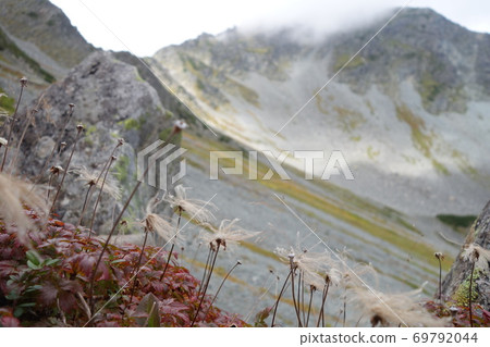 Geum pentapetalum and Karasawa Cirque 69792044