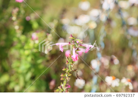 Flowers of Salvia Connecticia Flowers of Salvia Connecticia 69792337
