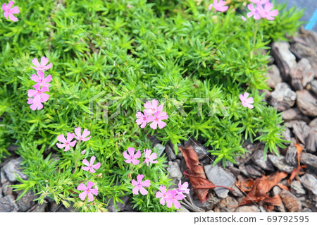 Early autumn park moss phlox flowers Early autumn park moss phlox flowers 69792595
