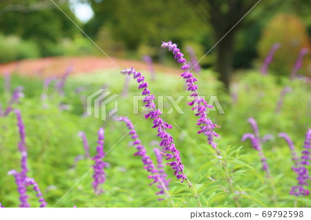 Early autumn park salvia leucans flowers Early autumn park salvia leucans flowers 69792598