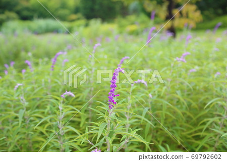 Early autumn park salvia leucans flowers Early autumn park salvia leucans flowers 69792602